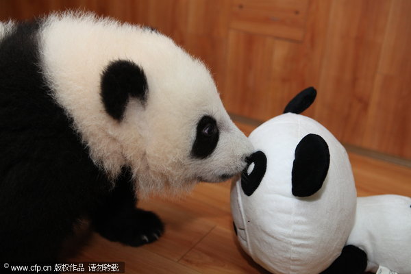 A panda cub plays with a toy - a New Year gift - in a nursery room at China's Giant Panda Protection and Research Center in Ya'an, Southwest China's Sichuan province, Dec 28, 2011.