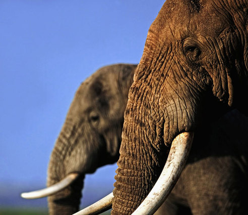 African elephants [File photo] 