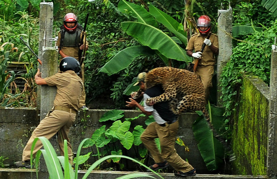 A leopard attacks a forest guard in Prakash Nagar village near Siliguri, India on July 19, 2011. Six people were mauled by the leopard when it strayed into the village before it was caught by forestry department officials. The officials made several attempts to tranquilize the full-grown leopard, which was startled by curious crowds as it wandered through the area. [Xinhua]