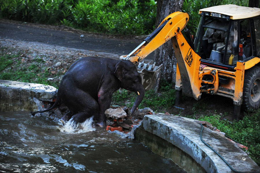 Indian army personnel use a backhoe during a rescue operation to save a wild elephant trapped in a water reservoir tank at Bengdubi army cantonment area, some 25 kms from Siliguri, on Aug. 30, 2011. [Xinhua] 