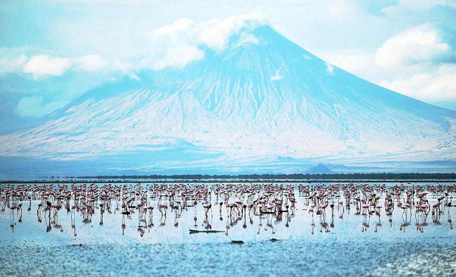 Flamingos are pictured at Lake Natron at the foot of Ol Doinyo Lengai, the only active volcano that produces natrocarbonatite, on Sep. 30, 2011. [Xinhua] 