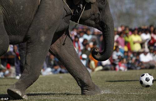 An elephant heads for the ball before its opponents can get to it. [Agencies]