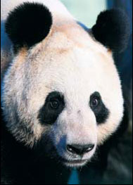 Tian Tian the panda enjoys the unexpected honor of being named one of the 'faces of the year' by the BBC. [China Daily] 