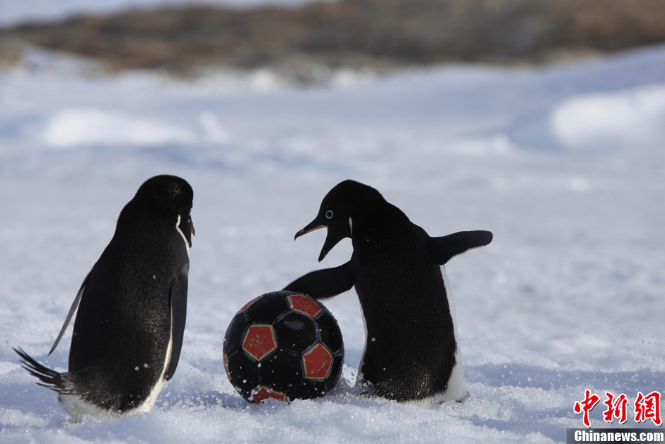 An ice soccer game held among Chinese Antarctic explorers on Dec. 25 attracts two curious penguins to join.