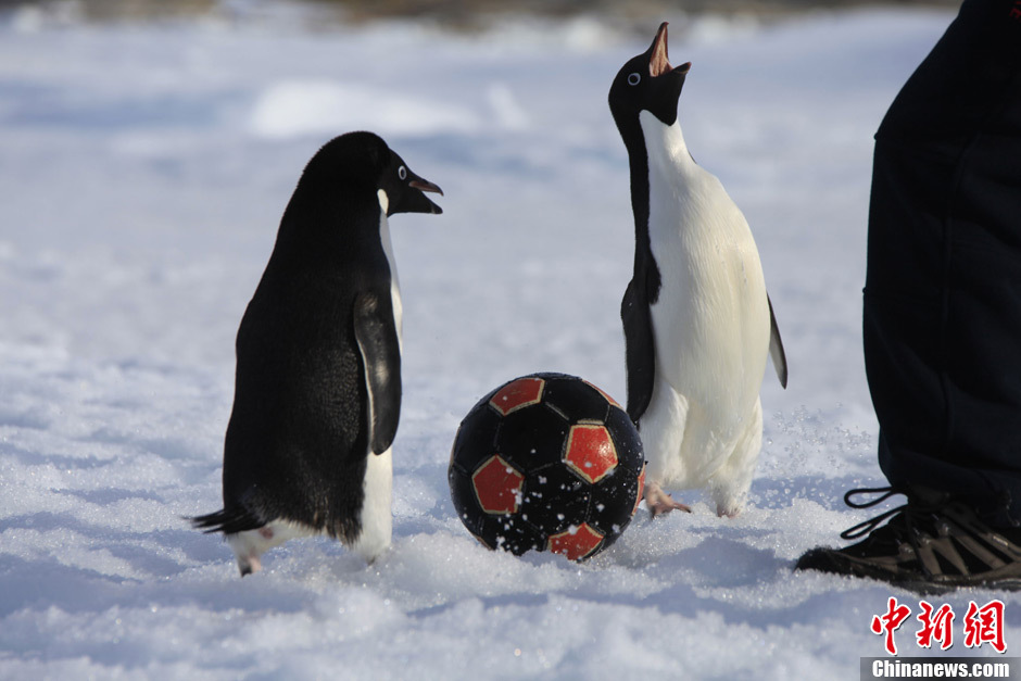 An ice soccer game held among Chinese Antarctic explorers on Dec. 25 attracts two curious penguins to join.