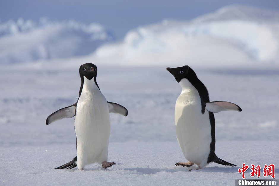 An ice soccer game held among Chinese Antarctic explorers on Dec. 25 attracts two curious penguins to join.