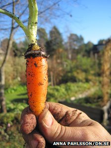 Lena Paahlsson says the ring was on a small carrot she was about to discard. [Agencies]