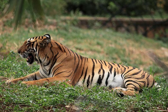 Tiger, Mysore Zoo, Mysore, Karnataka. [File photo] 