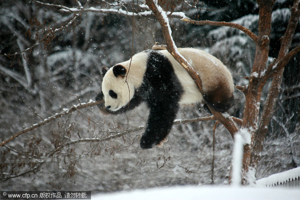 Panda In Snow