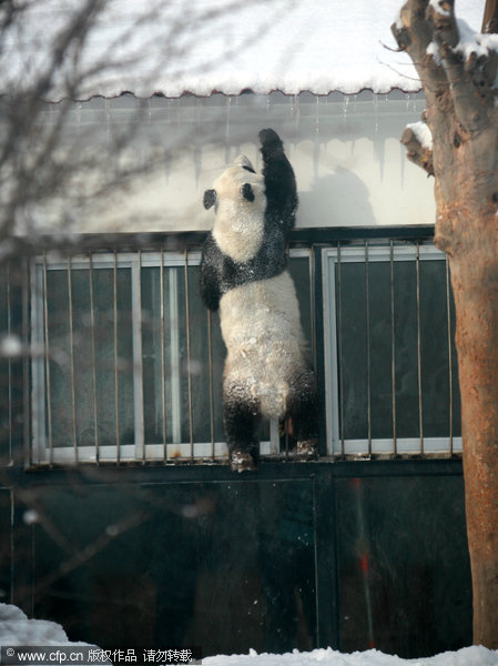 Kungfu panda in snow