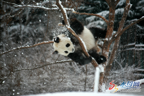 Two pandas enjoy winter in Yantai