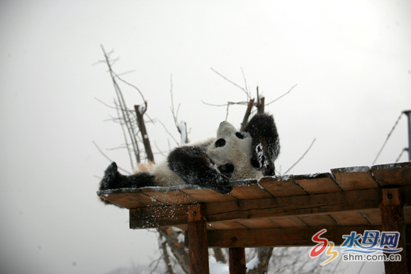 Two pandas enjoy winter in Yantai