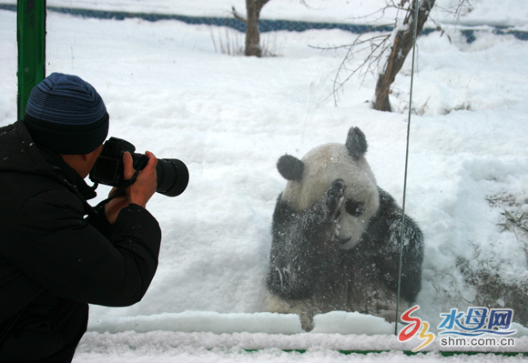 Two pandas enjoy winter in Yantai