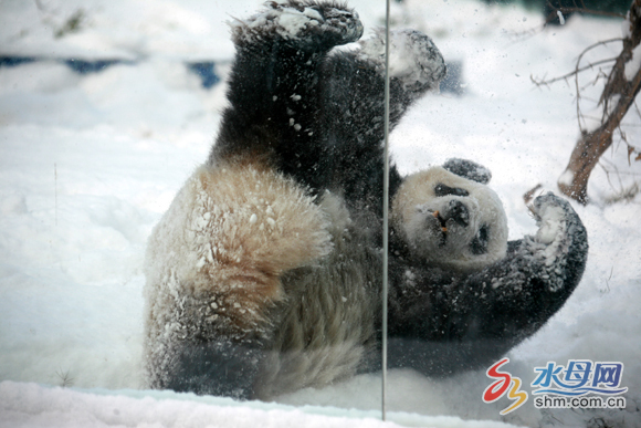 Two pandas enjoy winter in Yantai