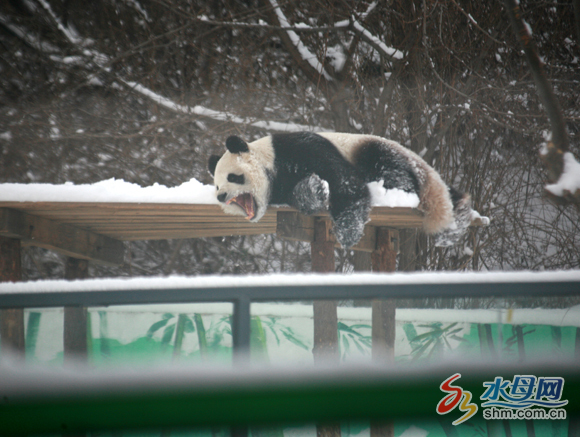 Two pandas enjoy winter in Yantai