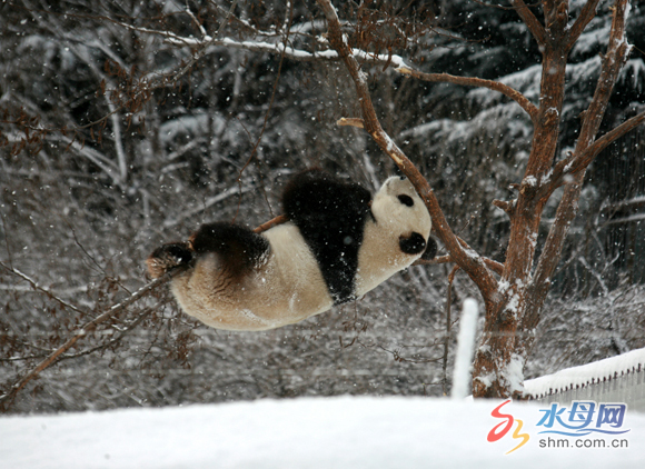 Two pandas enjoy winter in Yantai