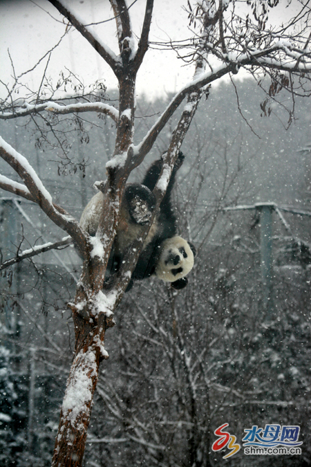 Two pandas enjoy winter in Yantai