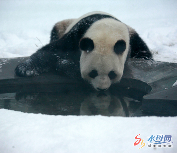 Two pandas enjoy winter in Yantai