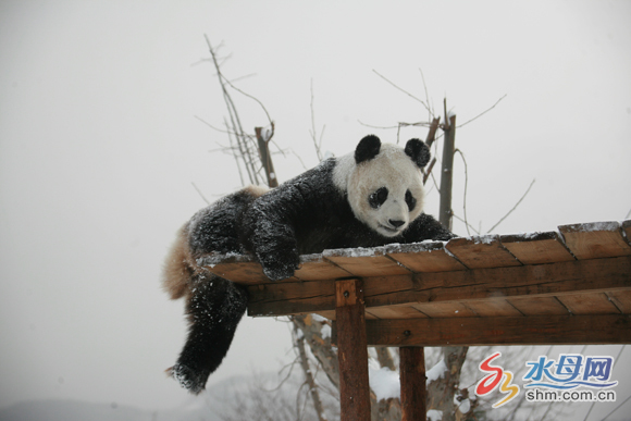 Two pandas enjoy winter in Yantai