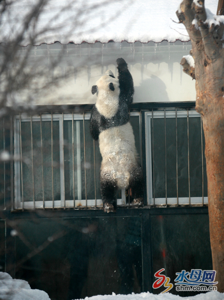 Two pandas enjoy winter in Yantai