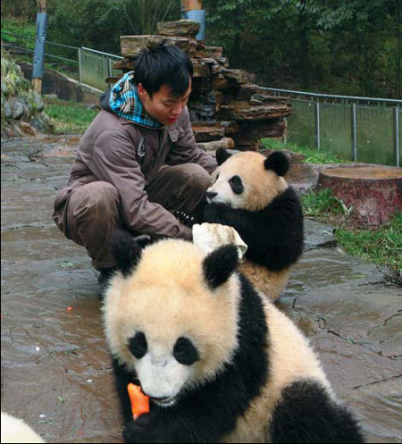 Pandas don't live on bamboo alone. Zhang Le feeds carrots to 1-year-olds at Bifengxia panda base in Sichuan. [China Daily] 