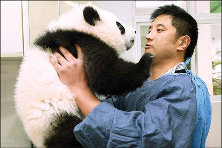Zhang Yahui, an assistant at the Bifengxia Panda Base in Ya'an, Sichuan province, checks the weight of a 4-month-old panda. [China Daily] 