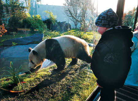 Yang Guang draws attention as he explores his new enclosure at Edinburgh Zoo at a preview on Dec 12. The Scottish public got its first look four days later. [Agencies]