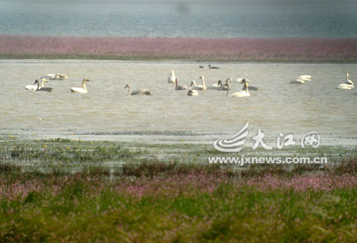 East China's Poyang Lake, a major winter destination for birds in Asia, had more than 500,000 birds of 52 categories.  