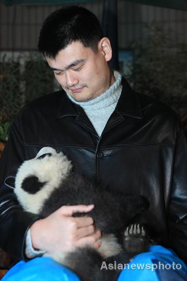 6 captive-bred pandas released into wild