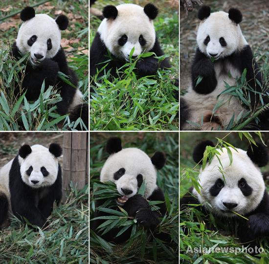 6 captive-bred pandas released into wild
