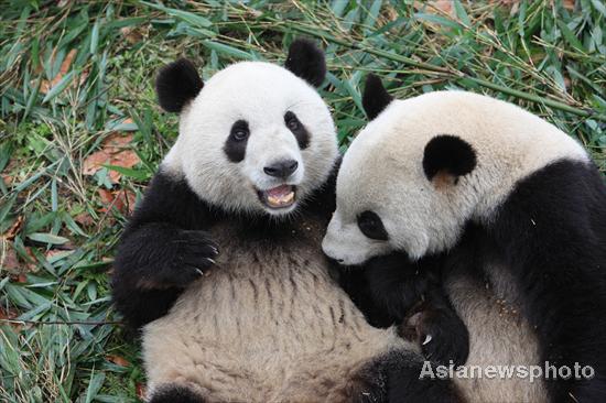 6 captive-bred pandas released into wild