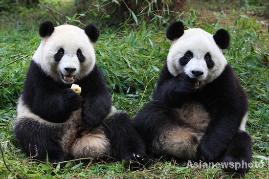 Giant pandas Qiqi (L) and Zhizhi at the Chengdu Research Base of Giant Panda Breeding, Dec 21, 2011.