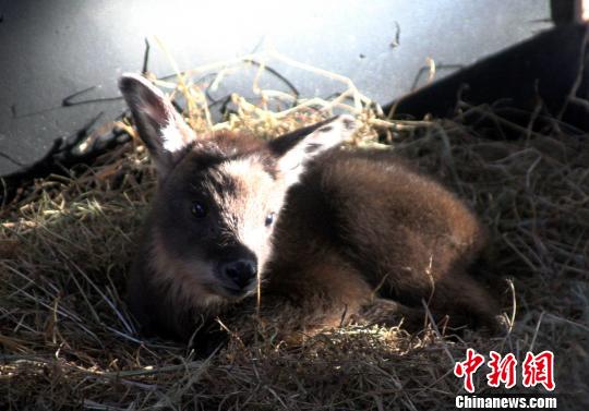 Gift goat from Taiwan gives birth in Shandong