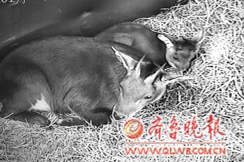 Gift goat from Taiwan gives birth in Shandong