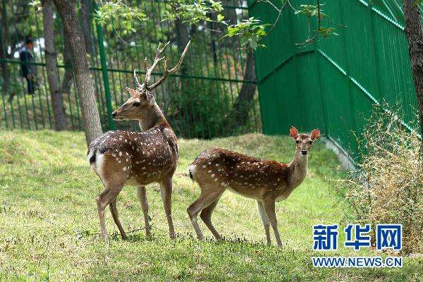 Gift goat from Taiwan gives birth in Shandong