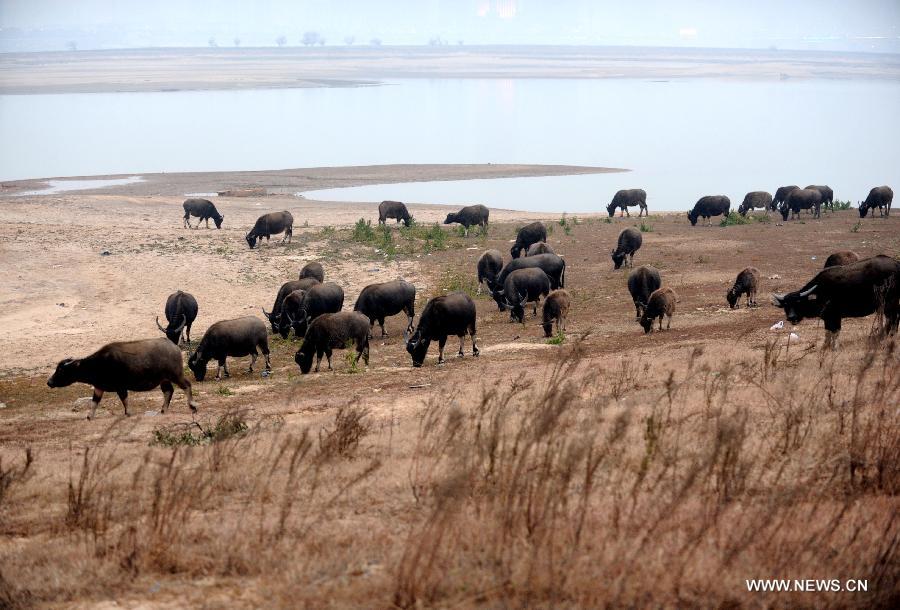 Buffaloes forage on the dry riverbed as serious drought hit Ganjiang River in Nanchang of east China's Jiangxi Province, Jan. 12, 2012. A lingering drought has caused a severe water shortage in Jiangxi Province. The drought has sharply reduced water levels in Poyang Lake, the country's largest freshwater lake, and rivers in Jiangxi, threatening water supplies to more than one million people residing near the lake and rivers, said an official with the province's flood control and drought relief headquarters.