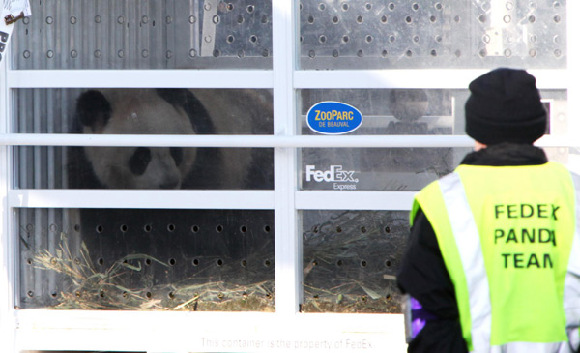 Giant panda Huan Huan from China's southwest Sichuan province arrives Sunday at Paris' Charles de Gaulle airport to start its new life in France. [Xinhua]