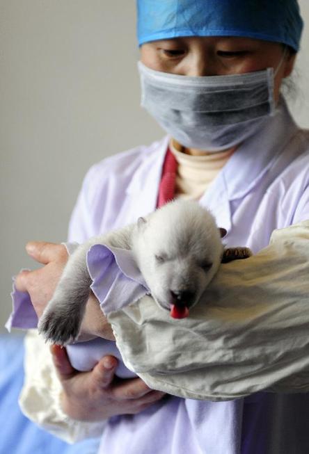 Newborn polar bear cub meets visitors in Penglai, Shandong