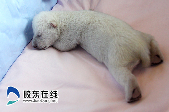 Newborn polar bear cub meets visitors in Penglai, Shandong
