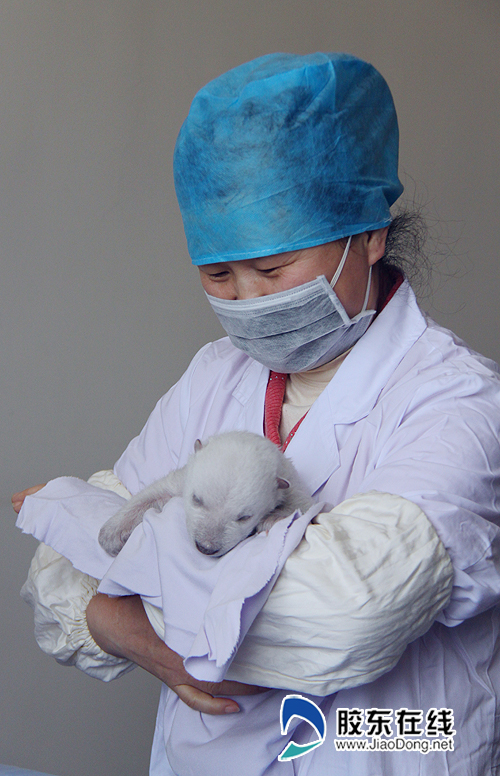 Newborn polar bear cub meets visitors in Penglai, Shandong