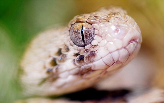 Doctors said that snakes aren't really active in winter. [Agencies]