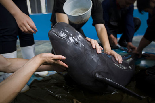 Researchers from the Institute of Hydrobiology in Wuhan, capital of Hubei province, check the health of a rare finless porpoise that was shipped from Poyang Lake on May 25. A severe drought last year posed a serious threat to the mammals' survival.