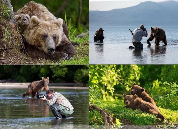 A Russian photographer risked his life to shoot some rare photos of a family of brown bears in Kamchatka, northeast Russia. [www.chinanews.com]