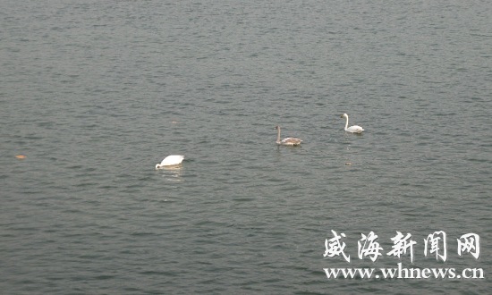 Villagers give up firecrackers for migratory swans in Shandong