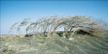 Rose willows struggle to survive along the edge of Aibi Lake, the largest saltwater lake in Xinjiang Uygur autonomous region. Strong wind and salt marshes near the lake make it one of the four sources of sandstorms in China. [China Daily] 