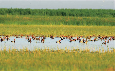 Wild ducks enjoy a comfortable summer in Aibi Lake. A wetland reserve was set up to try to save the lake. [China Daily] 
