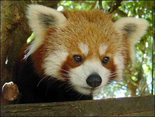 Red panda in Wellington Zoo, New Zealand. [File photo] 