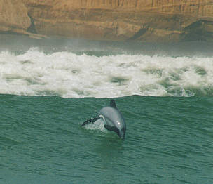 Maui's dolphin (Cephalorhynchus hectori maui) is the world's smallest known species of dolphin. [WWF] 