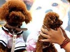 Pet welfare concern amid economic woes