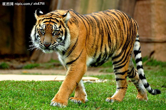The Bengal tiger is a tiger subspecies native to the Indian subcontinent.